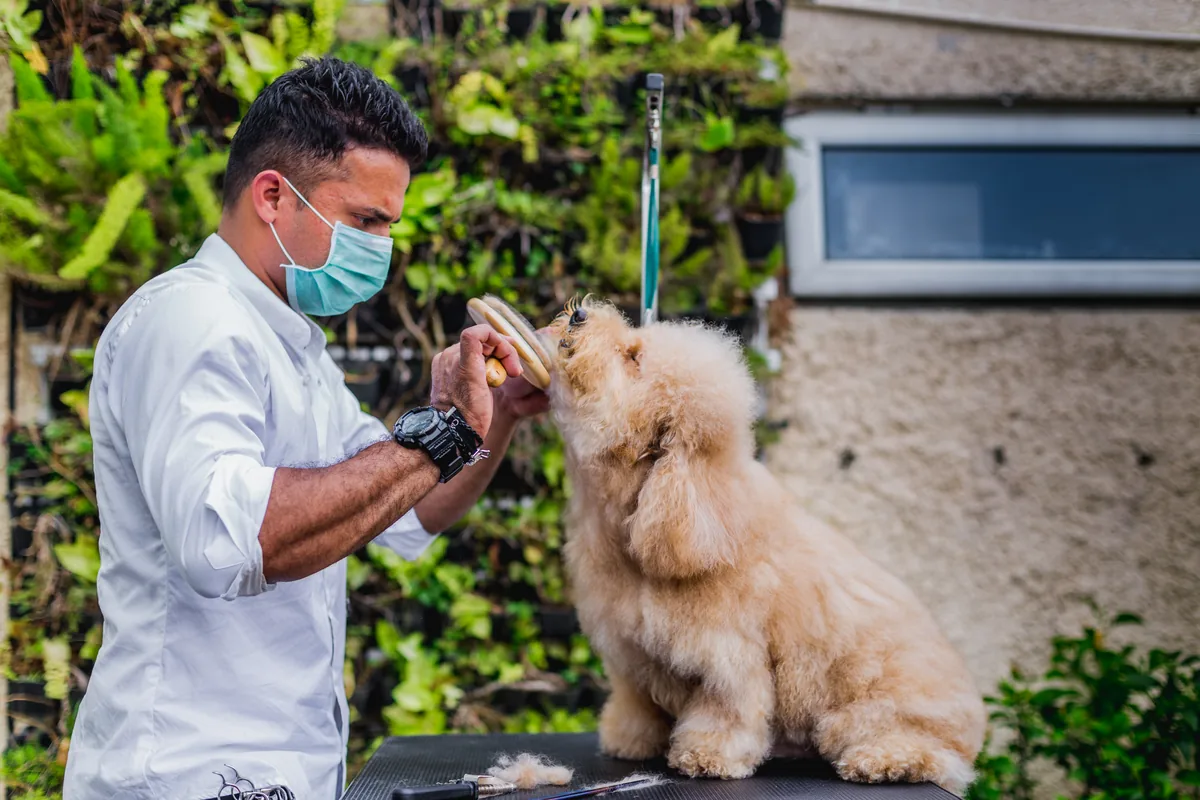 A happy Pawz & Care client after grooming