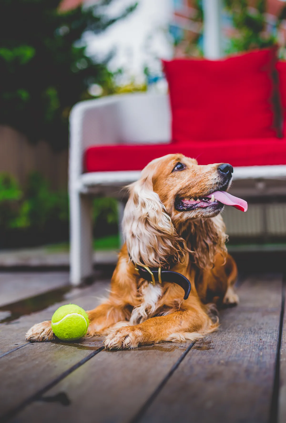 Pet grooming gallery photo