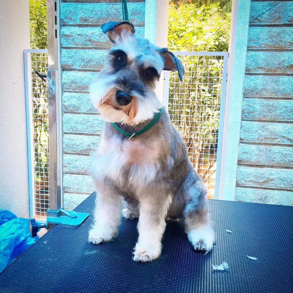 Pet grooming gallery photo