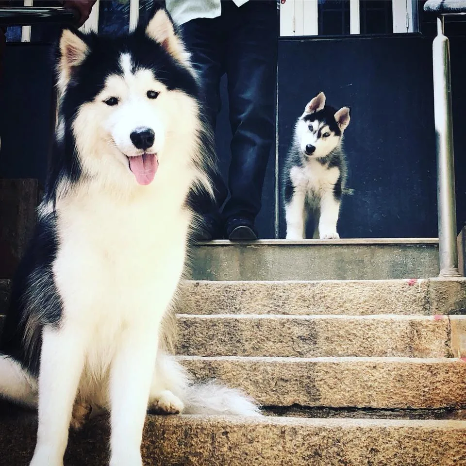 Pet grooming gallery photo