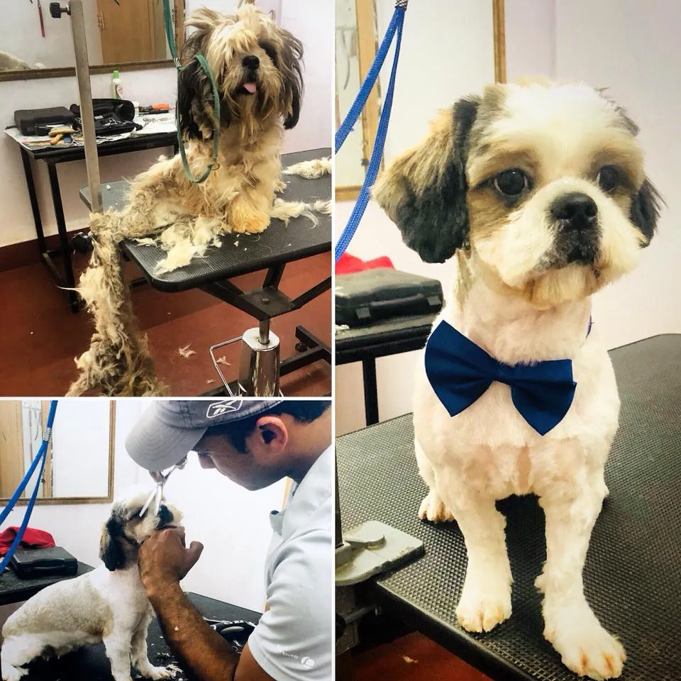 Pet grooming gallery photo