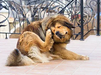 Pet coat care treatment