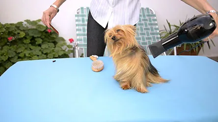 Dog receiving blow drying and coat setting