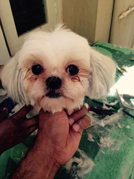 A small dog receiving careful face trimming